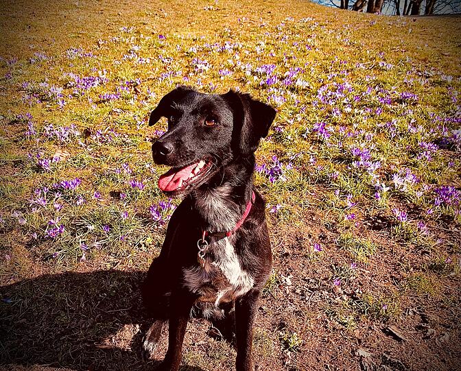 Lola