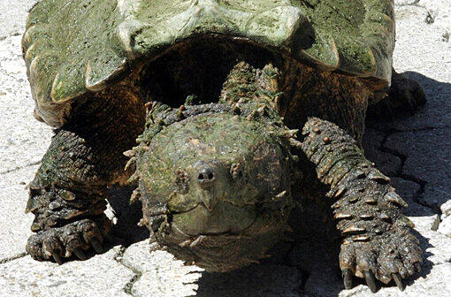 2002 - Schildkröte Eugen: Das &bdquo;Ungeheuer von Loch Dornach&ldquo; war eine Geierschildkröte. Ein junger Mann fing sie &ndash; mit bloßen Händen. Mediale Lebensdauer:&#160;1 Woche