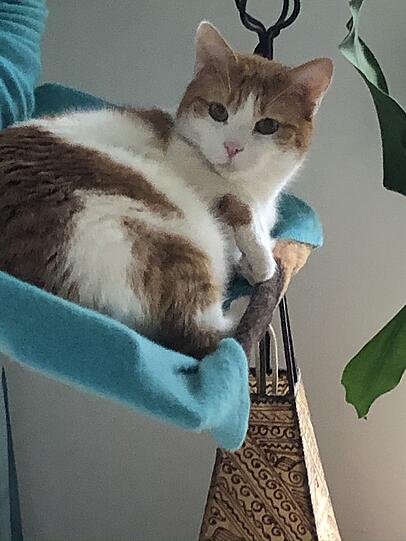 Emilio