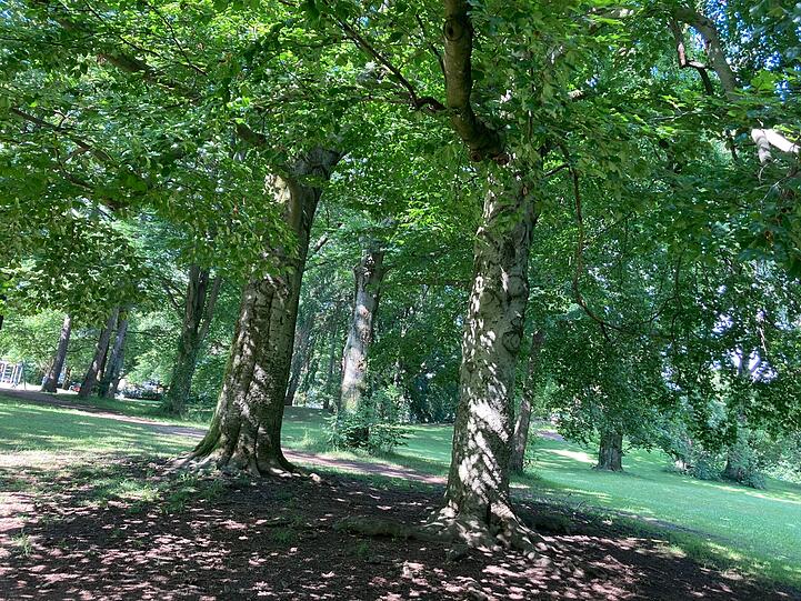 Naturbelassenheit jenseits der S-Bahn-Gleise im Sophia-Goudstikker-Park.