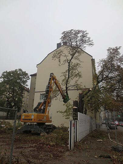 ... die Baumkrone der alten Kastanie ab.