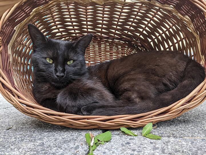 Rocky