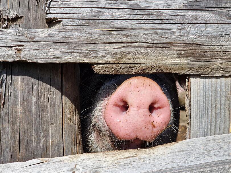 Dieses Schwein strahlt eine gewisse Heiterkeit aus.