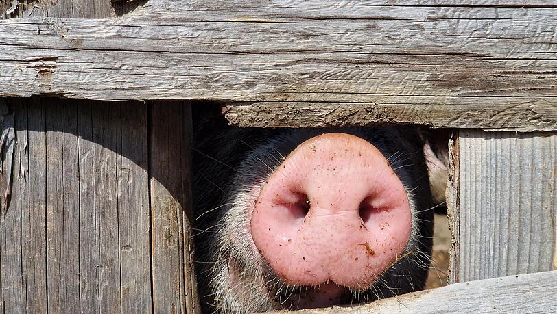 Dieses Schwein strahlt eine gewisse Heiterkeit aus. Dieses Schwein strahlt eine gewisse Heiterkeit aus.