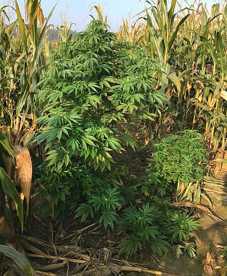 Eine der knapp 200 Cannabispflanzen im Maisfeld.
