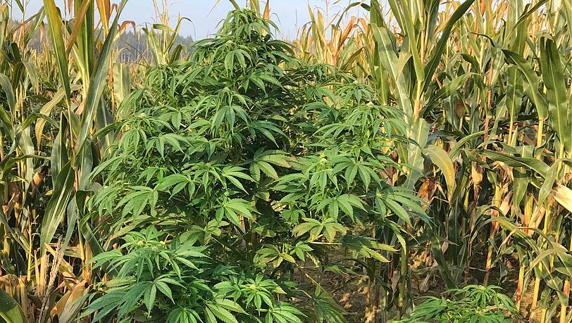 Eine der knapp 200 Cannabispflanzen im Maisfeld. Eine der knapp 200 Cannabispflanzen im Maisfeld.