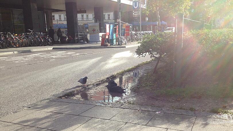 Direkt am Tramhalt in der Arnulfstraße baden diese Tauben in einer Pfütze. Direkt am Tramhalt in der Arnulfstraße baden diese Tauben in einer Pfütze.