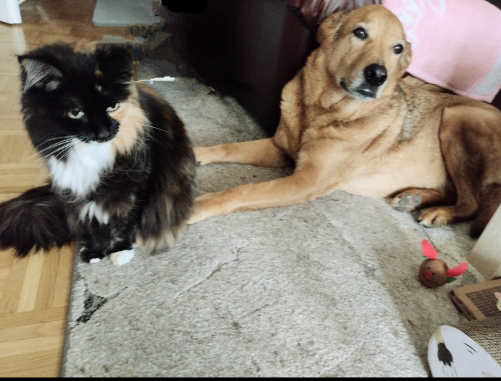 Kater Squeaky und Hund Merlin