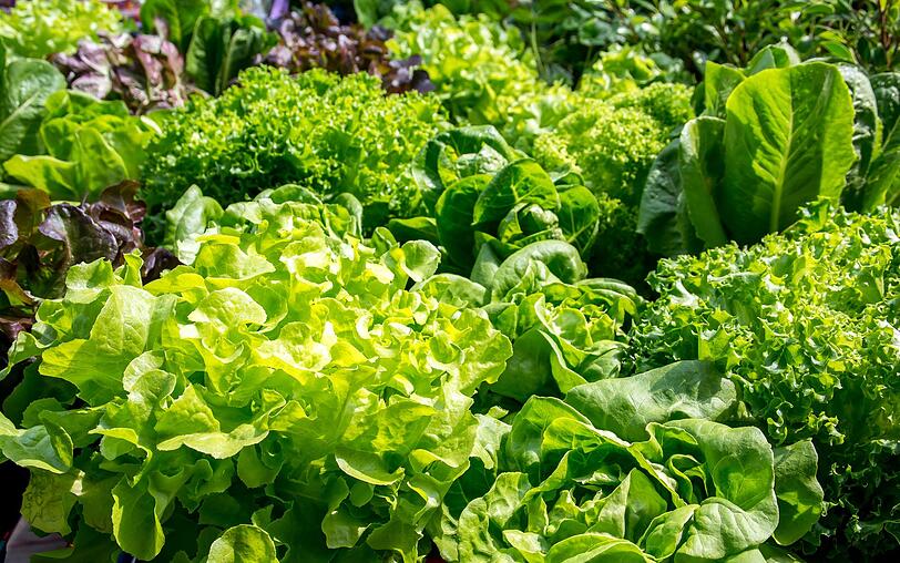 Dass Salat gesund ist, ist nichts Neues. Neben wichtigen Vitaminen liefern saisonale Blattsalate wie Feldsalat, Rucola oder Lollo Rosso auch Bitter- und Ballaststoffe, die die Verdauung und Darmgesundheit unterstützen. Mit einem leckeren Dressing und Zugaben wie Nüssen, Hähnchenbruststreifen, Schafskäse, Garnelen oder Brotcroutons wird der Salat im Nu zur schmackhaften Mahlzeit. Dass Salat gesund ist, ist nichts Neues. Neben wichtigen Vitaminen liefern saisonale Blattsalate wie Feldsalat, Rucola oder Lollo Rosso auch Bitter- und Ballaststoffe, die die Verdauung und Darmgesundheit unterstützen. Mit einem leckeren Dressing und Zugaben wie Nüssen, Hähnchenbruststreifen, Schafskäse, Garnelen oder Brotcroutons wird der Salat im Nu zur schmackhaften Mahlzeit.