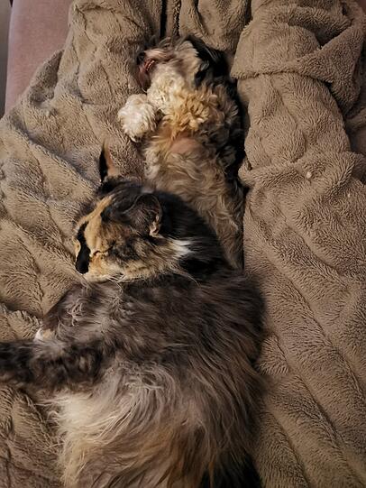 Havaneser Alina und Maine Coon Kater Ramses