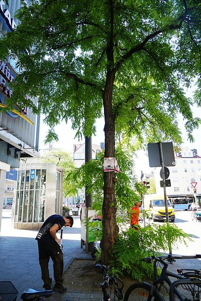 Baum-Experten untersuchen die übrigen Robinien in der Feilitzschstraße. Baum-Experten untersuchen die übrigen Robinien in der Feilitzschstraße.