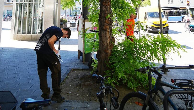 Baum-Experten untersuchen die übrigen Robinien in der Feilitzschstraße. Baum-Experten untersuchen die übrigen Robinien in der Feilitzschstraße.