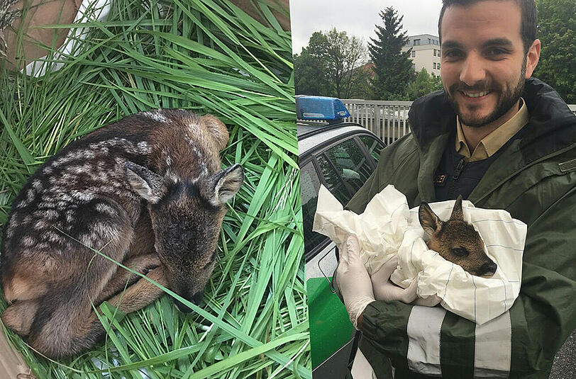 Für dieses Rehkitz musste die Polizei einen Mutter-Ersatz finden.