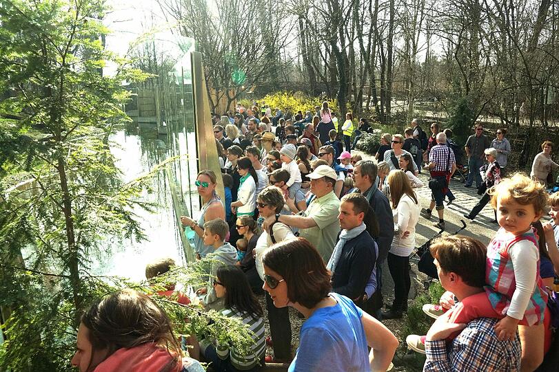 Enormer Andrang im Tierpark. Alle wollen die niedlichen Eisbärenbabys live erleben.