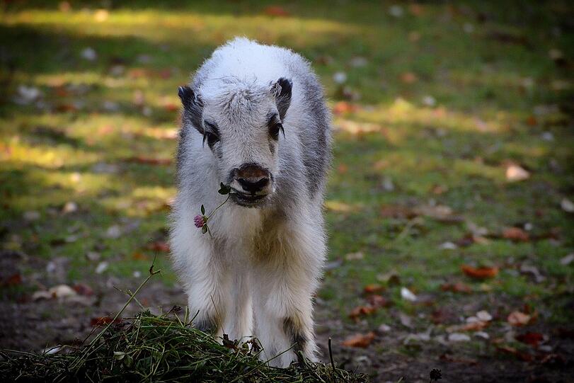 Oktober 2015: Yak-Weibchen Kat bringt den kleinen Bullen Pedro zur Welt.