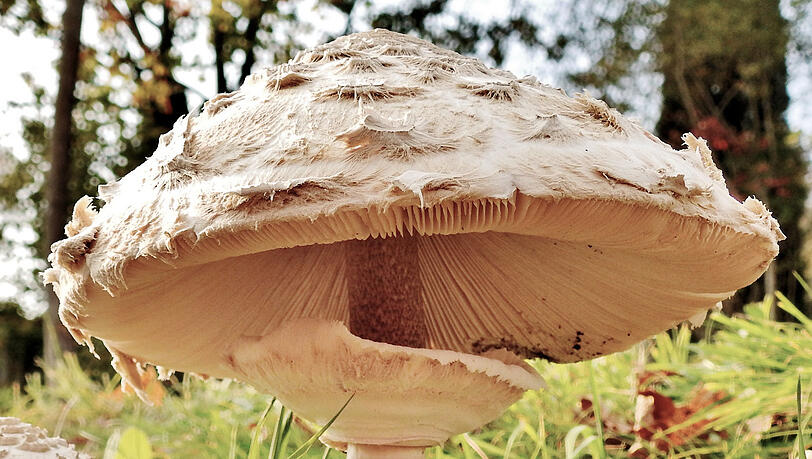 Der Parasol wird gerne gesammelt und ist leicht zu erkennen, aber unter den Riesenschirmlingen gibt es auch Giftpilze. Der Parasol wird gerne gesammelt und ist leicht zu erkennen, aber unter den Riesenschirmlingen gibt es auch Giftpilze.