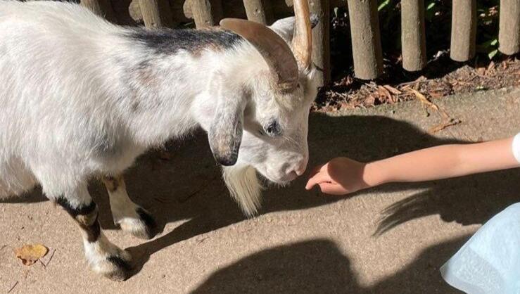 Vorerst nicht möglich: Den kleinen Ziegen im Streichelgehege im Tierpark Hellabrunn die Hand hinstrecken. Vorerst nicht möglich: Den kleinen Ziegen im Streichelgehege im Tierpark Hellabrunn die Hand hinstrecken.