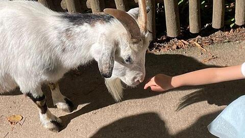Vorerst nicht möglich: Den kleinen Ziegen im Streichelgehege im Tierpark Hellabrunn die Hand hinstrecken.