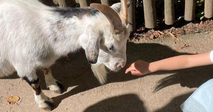 Streichelzoo-im-Tierpark-Hellabrunn-bleibt-geschlossen-das-ist-der-Grund