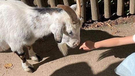 Wieder m&ouml;glich: Den kleinen Ziegen im Streichelgehege im Tierpark Hellabrunn die Hand hinstrecken.