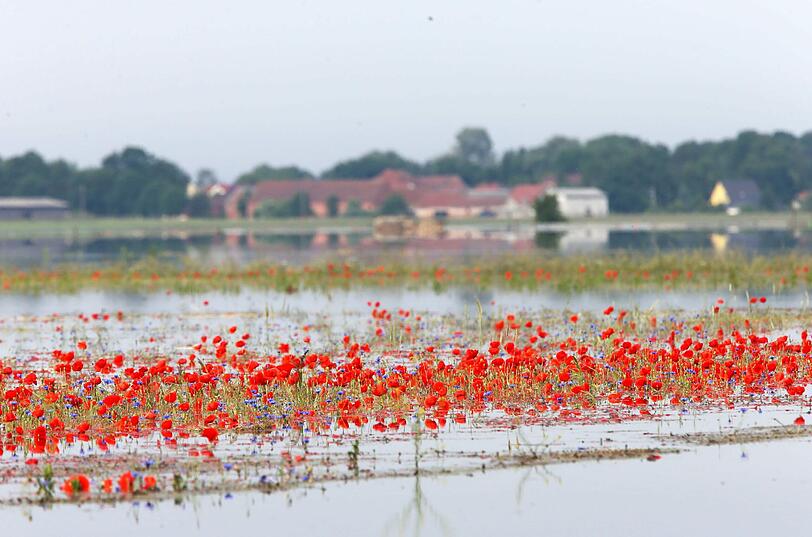 Roter Klatschmohn auf einer überfluteten Wiese vor Schönhausen in Sachsen-Anhalt.