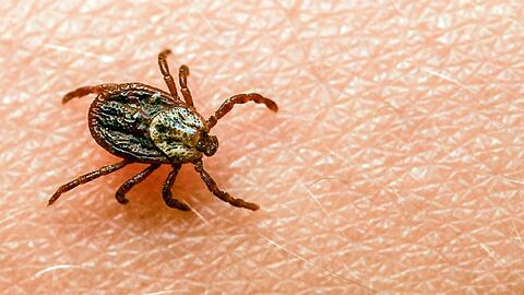 Am häufigsten kommt in Deutschland der Gemeine Holzbock (Ixodes ricinus) als Zeckenart vor.