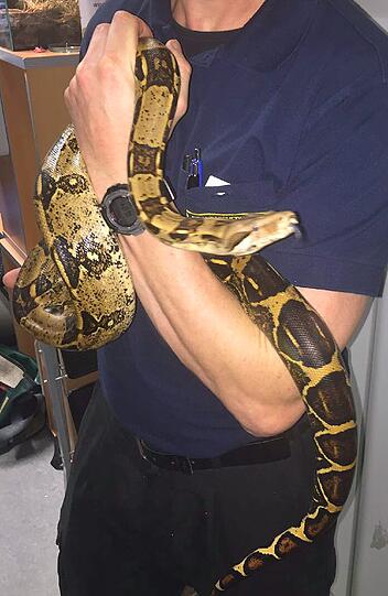 Stattliche 1,5 Meter: Diese "Boa Constrictor" wurde in Forstenried an einem Brückengeländer geborgen.