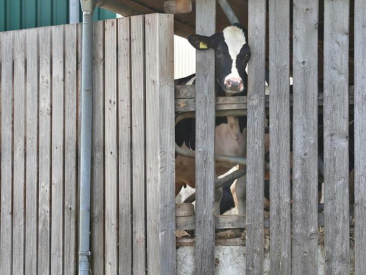 Eine Kuh streckt ihren Kopf durch die Holzlatten eines Stalls. Foto: Karl-Josef Hildenbrand/Archiv