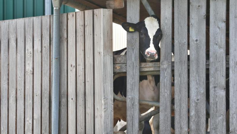 Eine Kuh streckt ihren Kopf durch die Holzlatten eines Stalls. Foto: Karl-Josef Hildenbrand/Archiv Eine Kuh streckt ihren Kopf durch die Holzlatten eines Stalls. Foto: Karl-Josef Hildenbrand/Archiv
