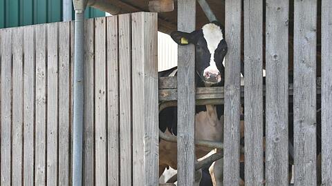 Eine Kuh streckt ihren Kopf durch die Holzlatten eines Stalls. Foto: Karl-Josef Hildenbrand/Archiv