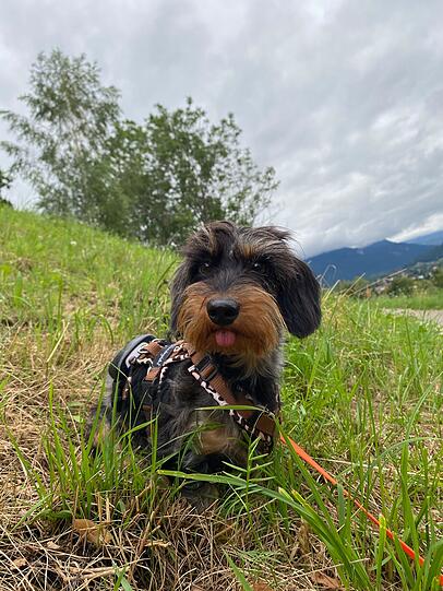 Tilda: Mein Hund ist einfach toll. Sie ist total verkuschelt, liebt es, Bällen hinterherzujagen und freut sich immer, wenn sie großen Hunden begegnet. Das Lustigste: Ihre Zunge hängt ständig raus – das macht sie irgendwie noch liebenswerter.