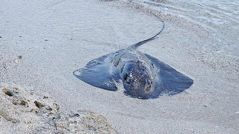 Viele Rochen verenden am Strand. (Foto Handout)