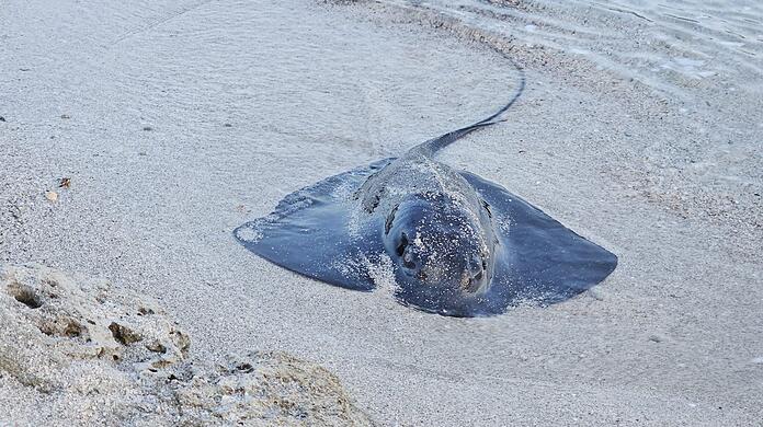 Viele Rochen verenden am Strand. (Foto Handout)