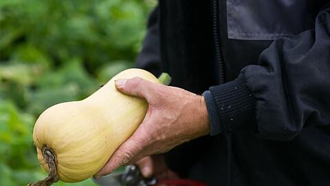 Ernte eines Kürbisses der Sorte Butternut. (Archivbild)