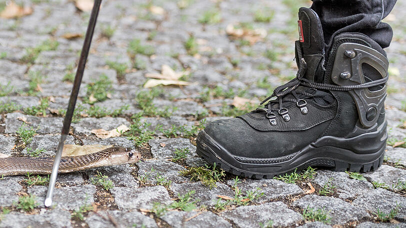 Die Soldaten lernen, wie man Schlangen gefahrlos einfängt.