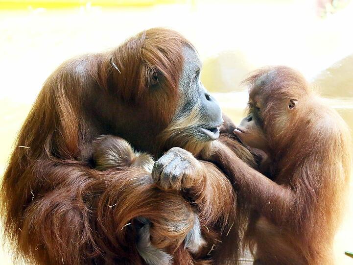 Das Orang-Utan-Baby von Hellabrunn. Die Bilder.