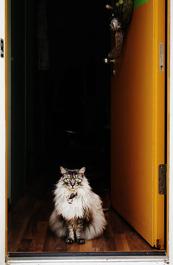 Wilde Tiere.