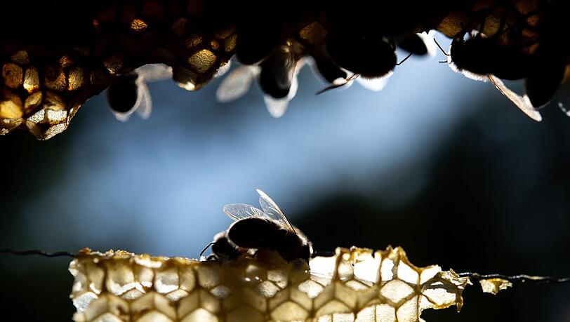 Gesunde Honigbienen sitzen auf einer Wabe.