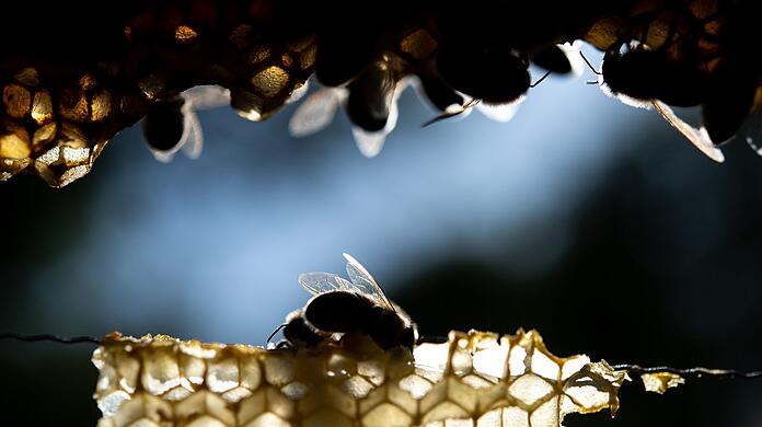 Gesunde Honigbienen sitzen auf einer Wabe.