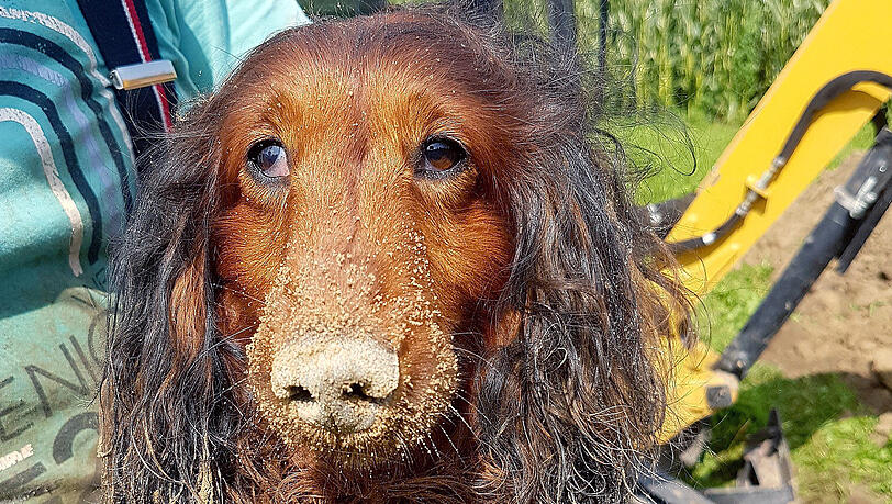 Die Rettung des Dackels ist bereits der dritte Einsatz der Feuerwehr mit demselben Hund. Die Rettung des Dackels ist bereits der dritte Einsatz der Feuerwehr mit demselben Hund.