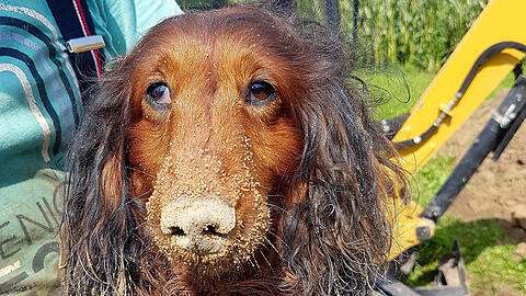 Die Rettung des Dackels ist bereits der dritte Einsatz der Feuerwehr mit demselben Hund.