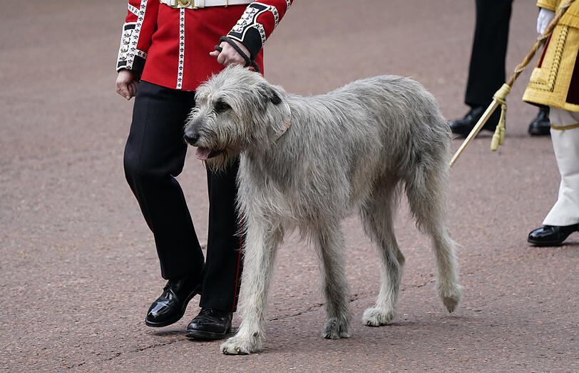 Seamus, ein irischer Wolfshund, führt die Garde an