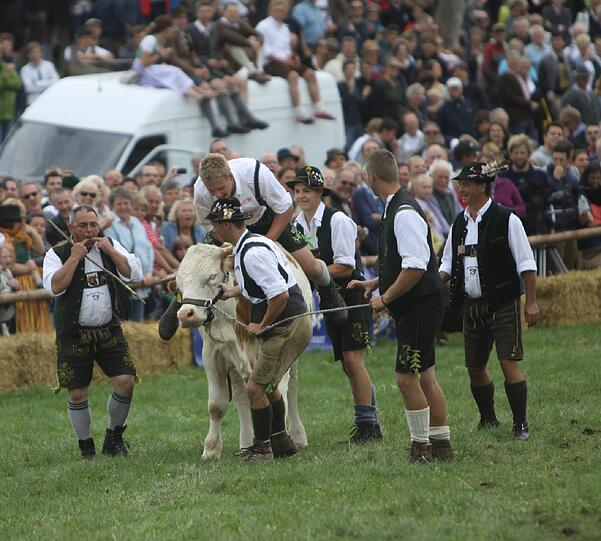 1996 war das Münsinger Ochsenrennen eine beschauliche Gaudi für die Landwirte aus der Gegend. Jetzt sind rund 10.000 Besucher gekommen. Wie Olympia und die Fußball-WM findet auch dieses sportliche Großereignis nur alle vier Jahre statt. Wir waren dabei. Die Bilder von der Gaudi