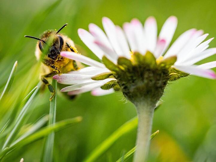 Vorfrühling: Eine Biene sitzt im Sonnenschein auf dem Lohrberg in Frankfurt am Main.