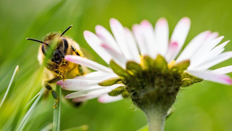 Vorfrühling: Eine Biene sitzt im Sonnenschein auf dem Lohrberg in Frankfurt am Main. Vorfrühling: Eine Biene sitzt im Sonnenschein auf dem Lohrberg in Frankfurt am Main.