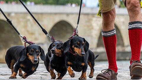 Das große Interesse an der Parade erklären sich die Veranstalter vor allem auch mit der jüngsten Debatte um die Dackelzucht. Viele Dackelliebhaber hätten Sorge, dass die Dackelzucht verboten werden könnte.