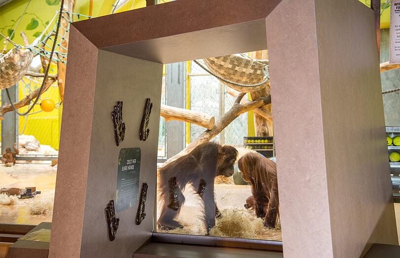 Tierpark Hellabrunn Affenhaus Orang-Utans