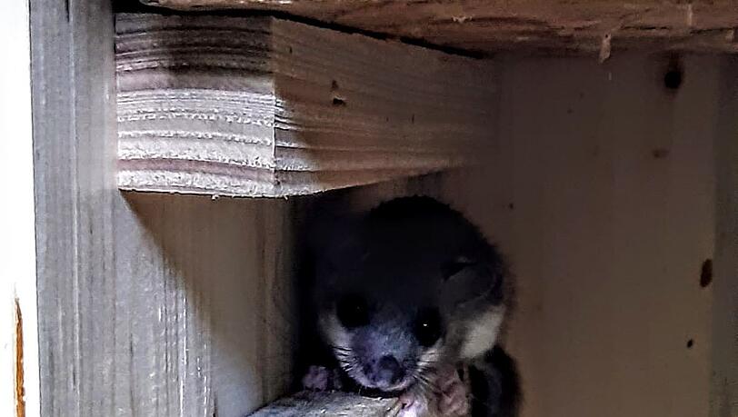 Ein Siebenschläfer im Hornissenkasten. Ein Siebenschläfer im Hornissenkasten.