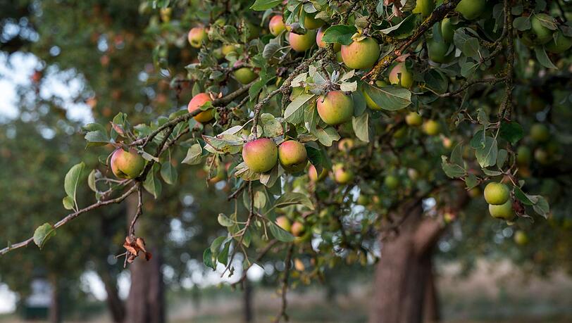 Streuobstwiesen sind nicht nur gut für die Artenvielfalt, sondern liefern auch heimisches Obst. (Archivbild)