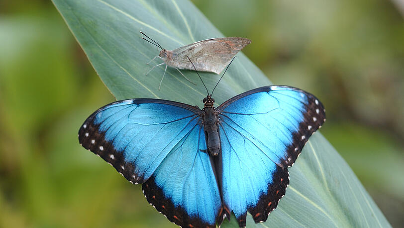 Morpho peleides kommt in intensivem Blau dahergeschwebt. Morpho peleides kommt in intensivem Blau dahergeschwebt.